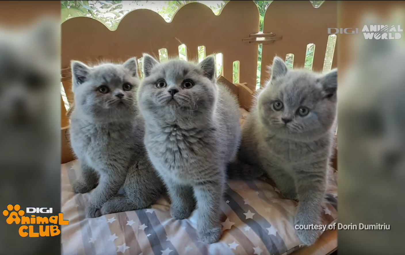 Felisa Outstanding Cats – Digi