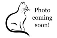 Outstanding Cats La Expozitii