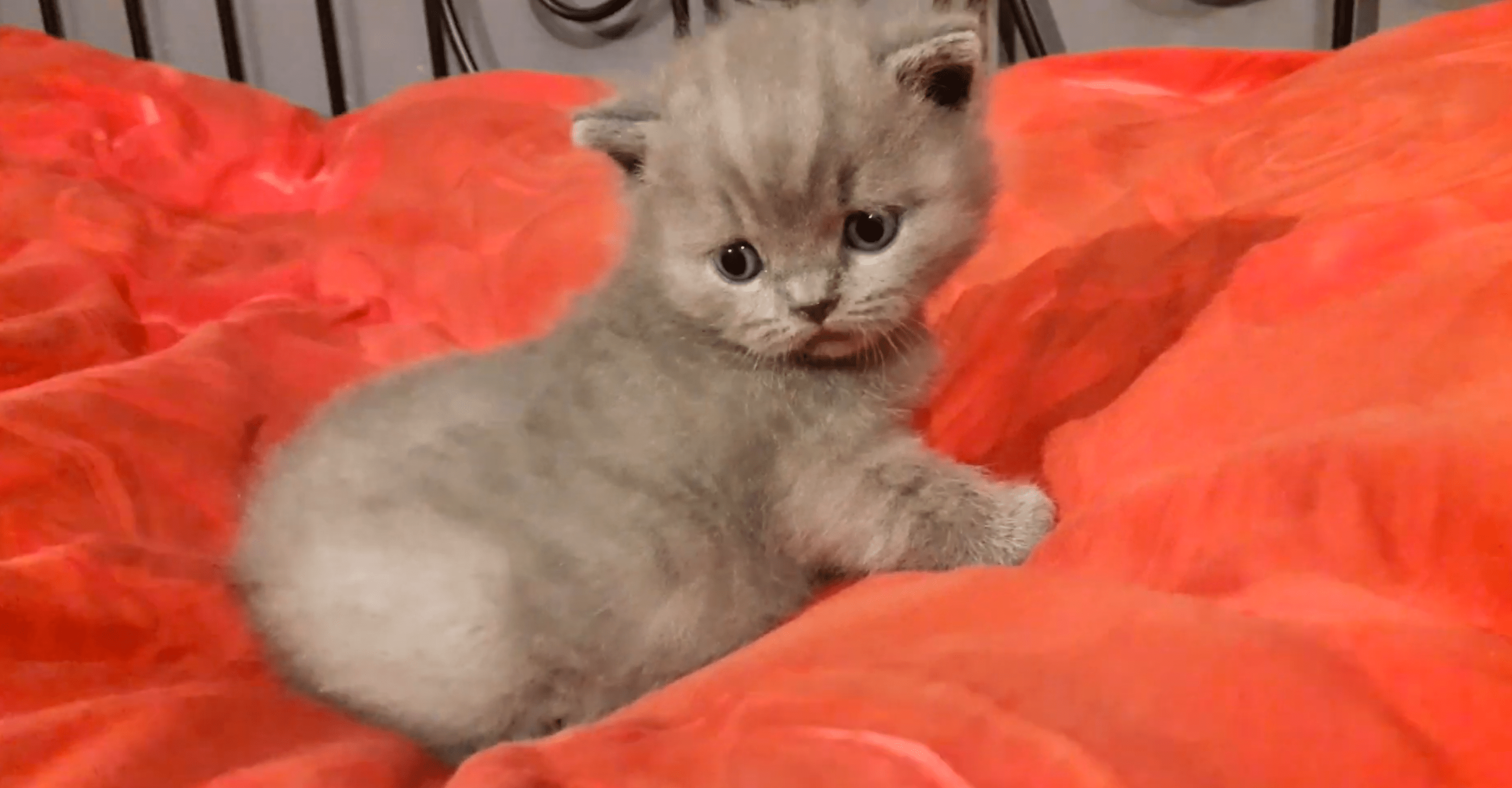 VIDEO – Compilation Cute Kitten