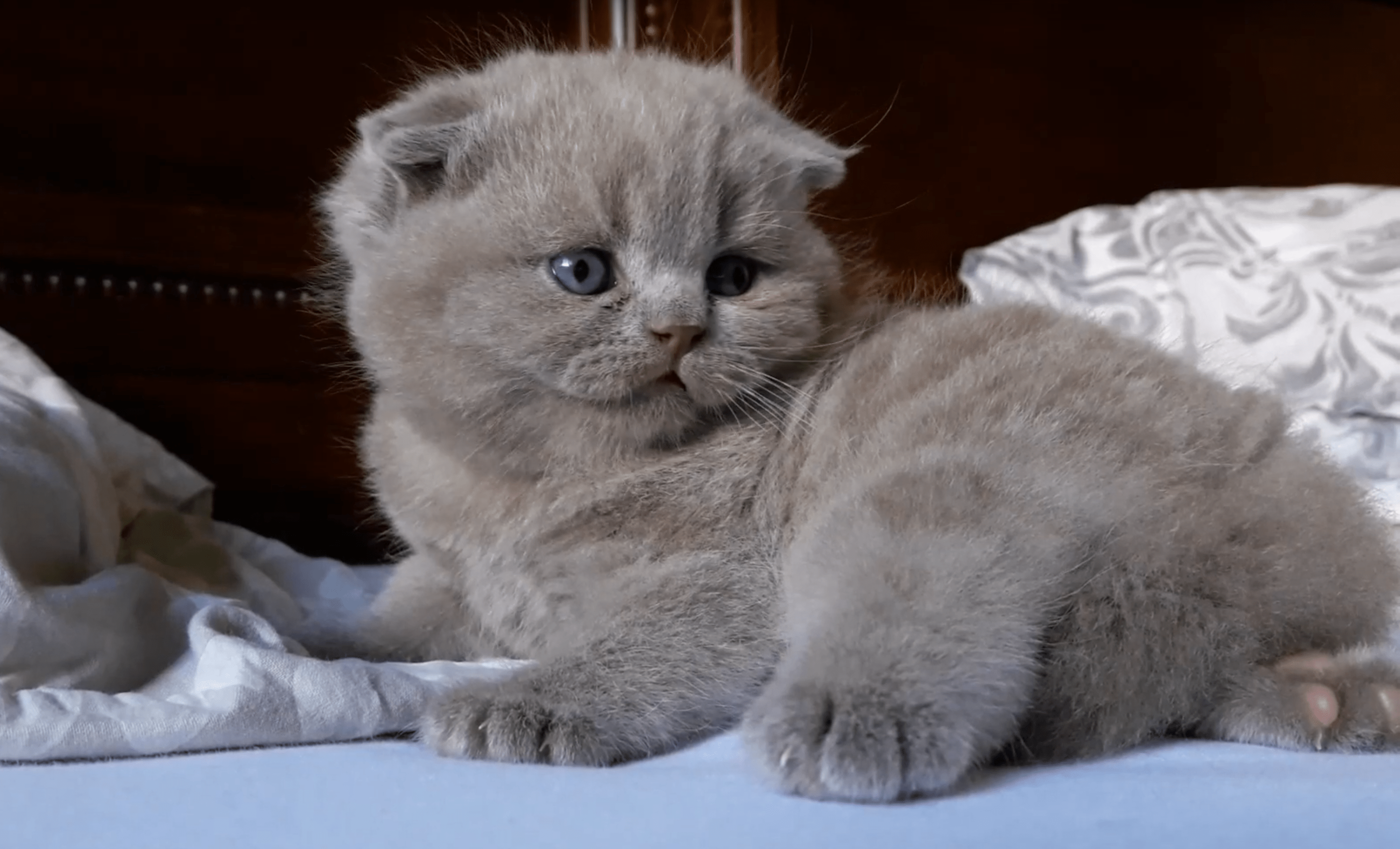 VIDEO – Cashmere Angel