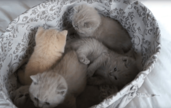 VIDEO – British Shorthair Kittens Compilation from Birth to 1 Month Old (Outstanding Cats Cattery, Litter A)