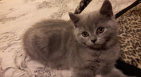 VIDEO – Compilation Cute Kitten