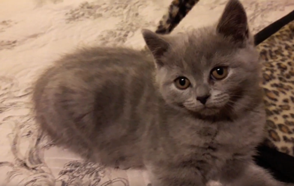 VIDEO – Compilation Cute Kitten