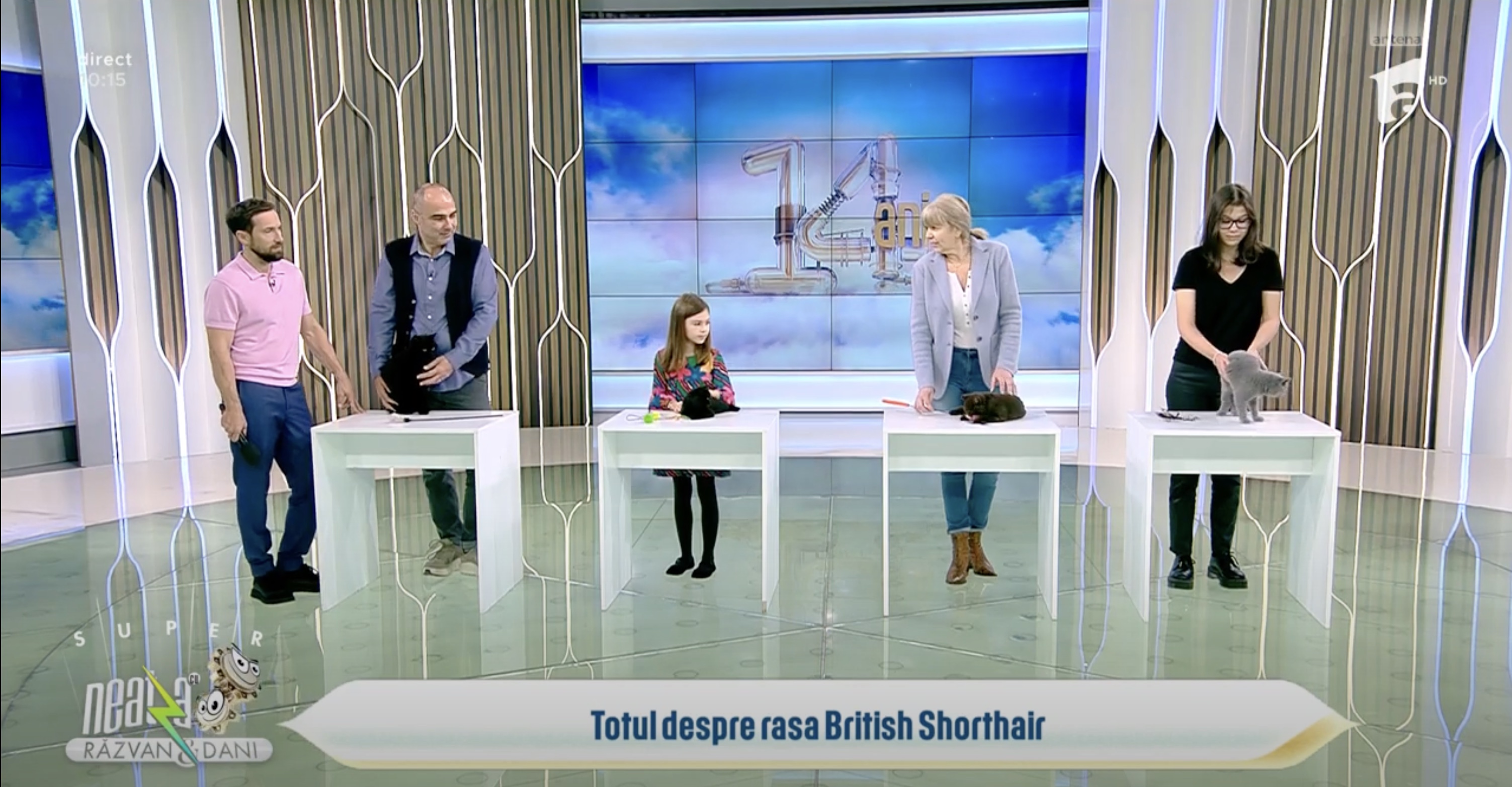 Informații despre rasa British Shorthair