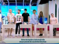 British Shorthair kittens